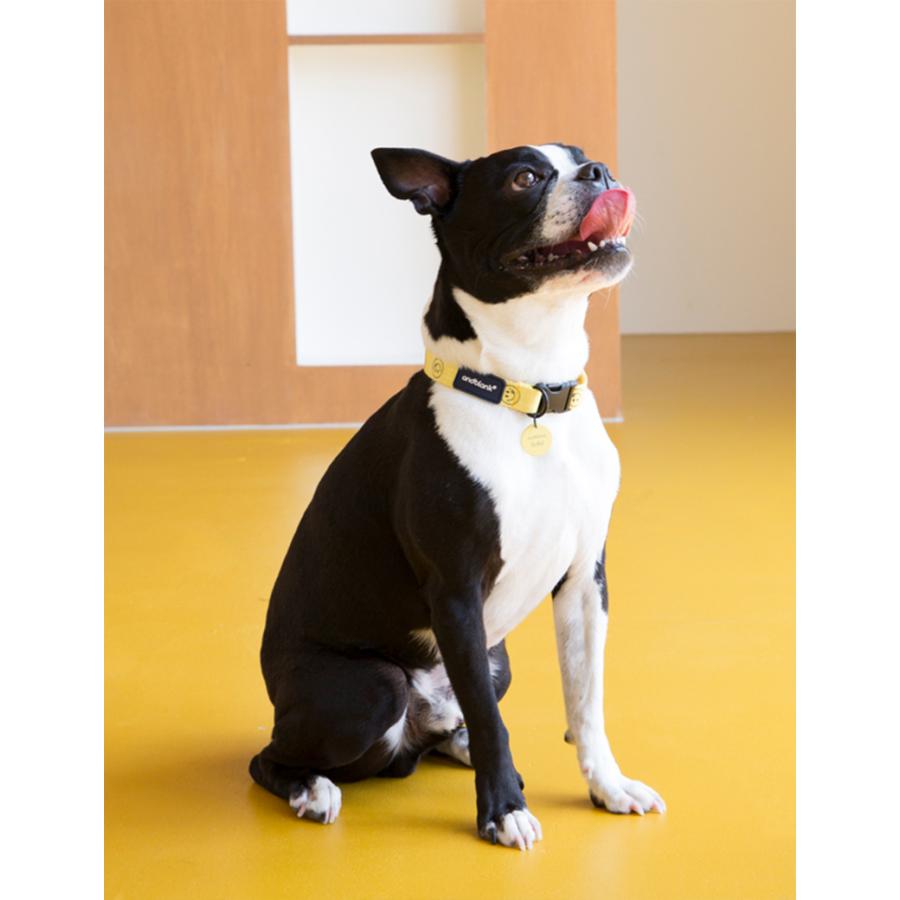 クーポンで最大500円OFF 犬 首輪 かわいい おしゃれ｜andblank × cafe