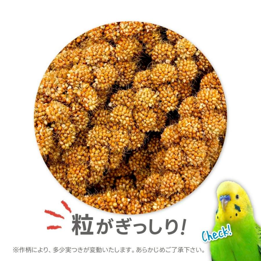 インコ えさ おやつ フランス産 赤粟穂 500g （ 1g 約4.6円