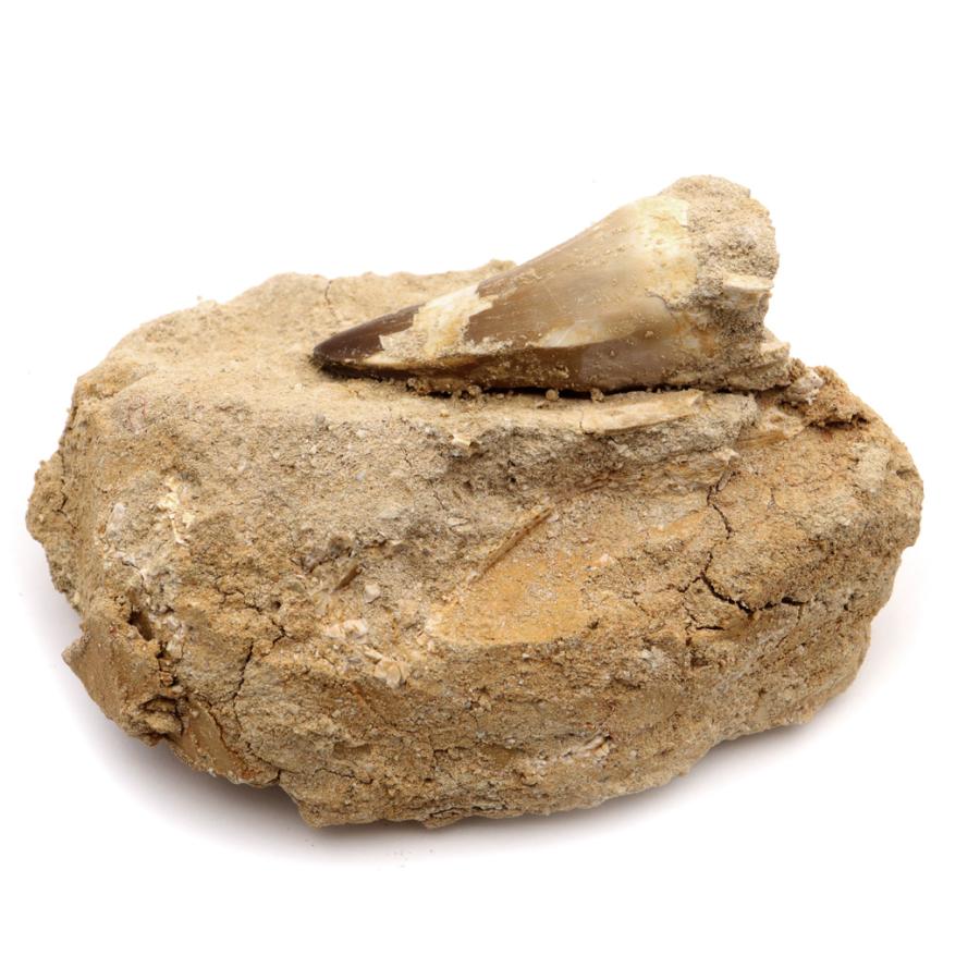 モササウルス 化石 牙 歯 骨 本物 モロッコ産 母岩付き 198g 1点もの