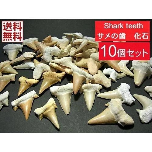 南米チリ産 サメの歯 化石 希少 マクラメ ハンドメイド 標本