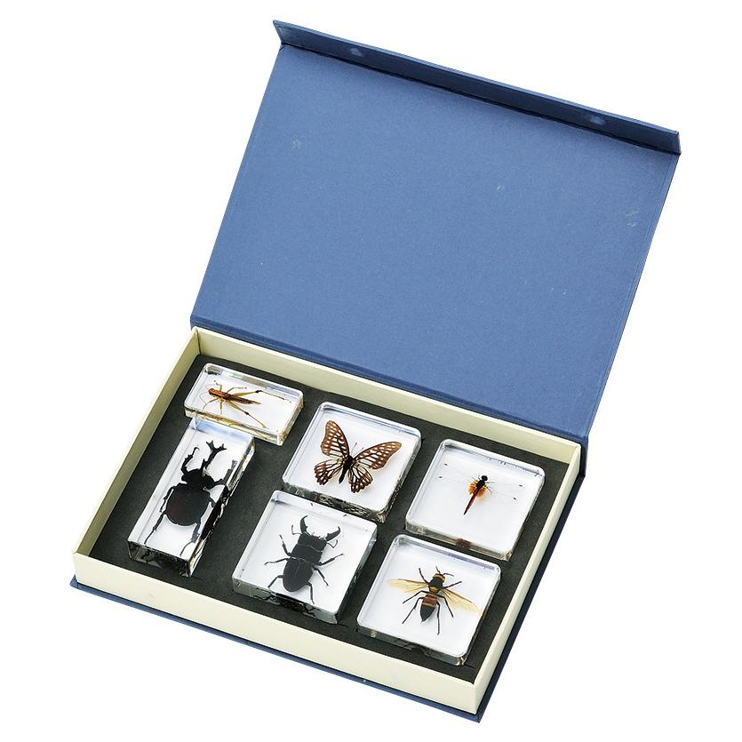 プラスチック封入昆虫標本 6種セット カブトムシ クワガタ チョウ
