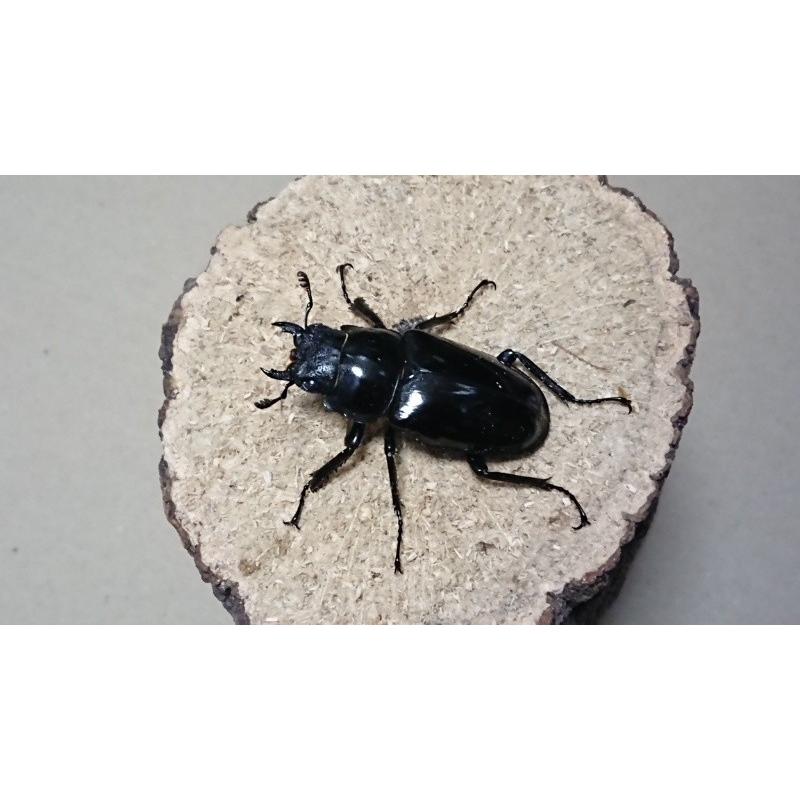 ギラファノコギリクワガタ・亜種マキタ ♂85mm ♀48mmペア（ブリード