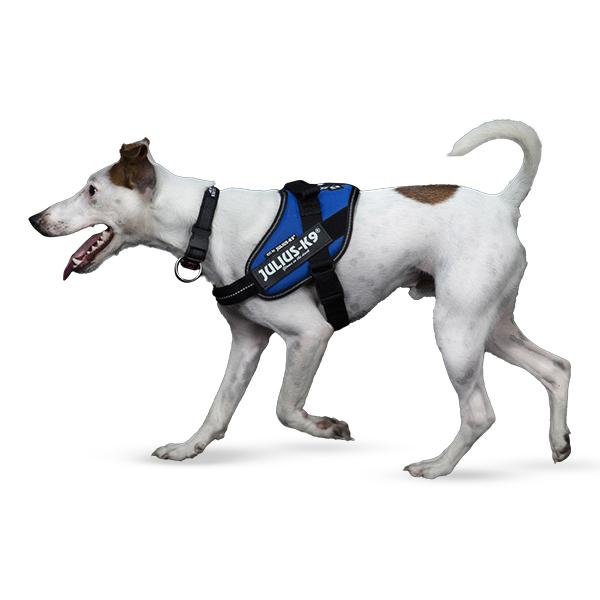 JULIUS-K9（ユリウスケーナイン） 【並行輸入品】 Julius-K9 IDC