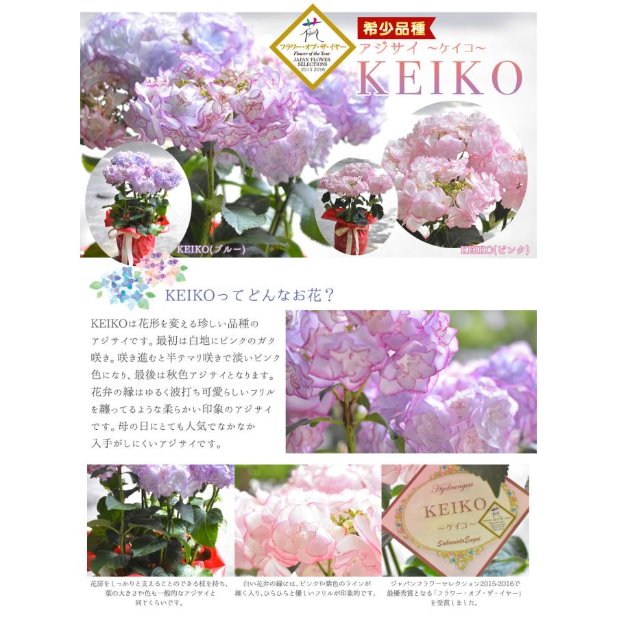 2025年 母の日ギフト アジサイ 鉢植え 5号鉢 島根の稀少品種 紫陽花