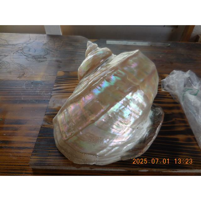 夜光貝 高級な夜光貝 特大サイズ16x18cm 色合いがとても美しい 置物 夜光貝