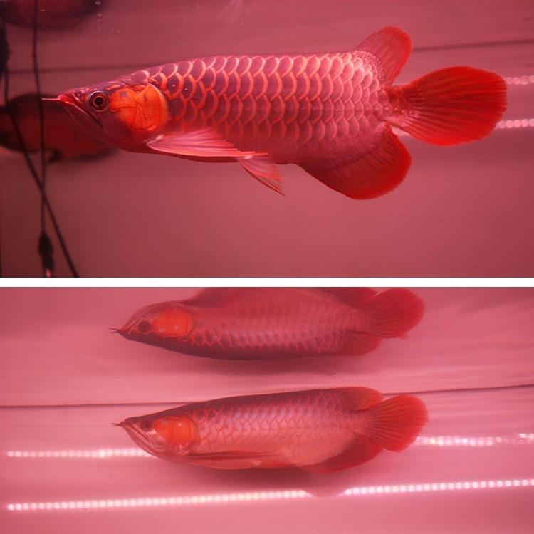 アロワナ ライト スーパーレッド 紅龍 水中 レッドアロワナ テンニング