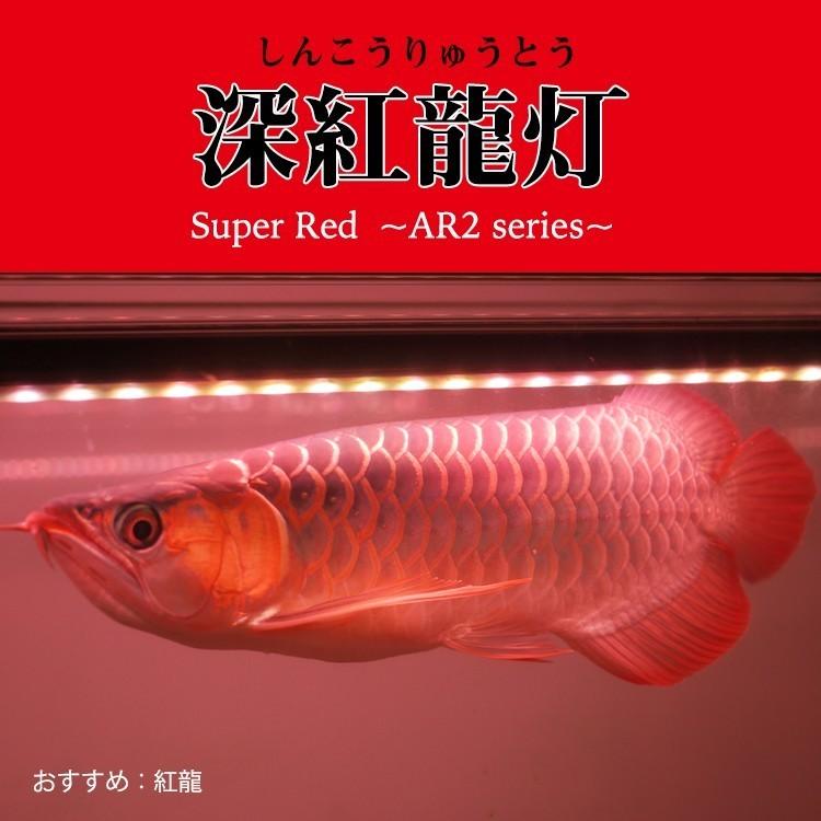 アロワナ ライト スーパーレッド 紅龍 水中 レッドアロワナ テンニング