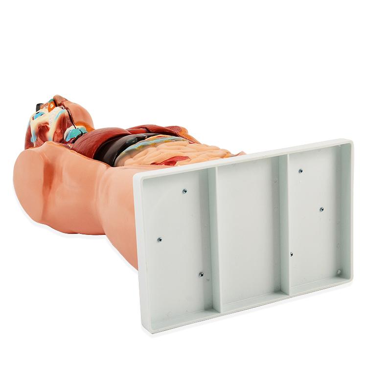 内蔵模型 人体模型85cm 男性 GX-201パーツ取り外し可 JK-2994Y : 株式