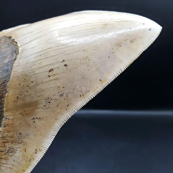 極上 メガロドン 歯 化石 本物 インドネシア 136.29mm プレゼント