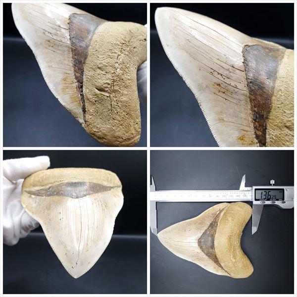 極上 メガロドン 歯 化石 本物 インドネシア 136.29mm プレゼント