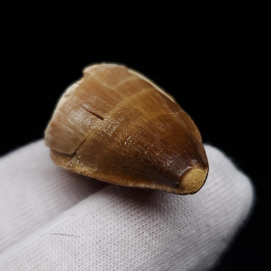モササウルス 化石 歯 本物 モロッコ産 27.67mm プレゼント ギフト