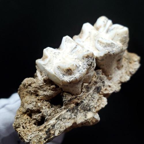 博物館級 キプロスドワーフカバ 化石 歯 本物 キプロス共和国 mm