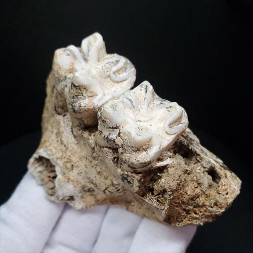 博物館級 キプロスドワーフカバ 化石 歯 本物 キプロス共和国 mm