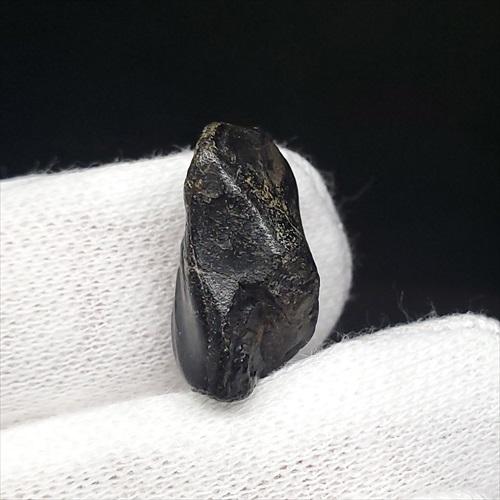 化石 恐竜 北米産 レア！トロオドンの美麗歯 実物 値段交渉可能