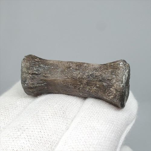 博物館級 ケラトサウルス 化石 骨 歯 恐竜 本物 ポルトガル産