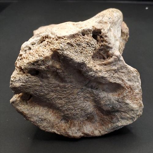 希少 ティラノサウルス類 化石 骨 恐竜 本物 ゴビ砂漠産 101.33mm