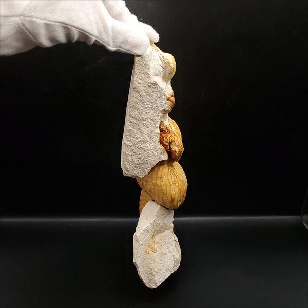 希少 異常巻き アンモナイト 化石 本物 フランス産 250mm プレゼント