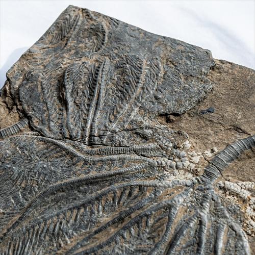 極上 ウミユリ トラウマトクリヌス 化石 本物 貴州省産 46cmプレゼント