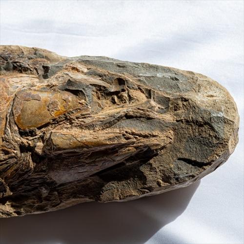 極上 古代魚 パラエロプス 全身 化石 本物 サンタナ層産 67.3cm