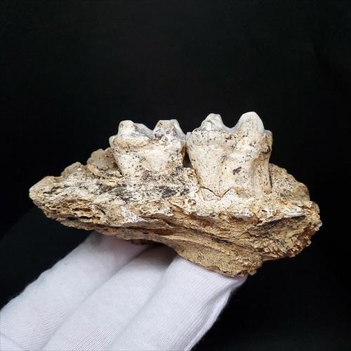 博物館級 キプロスドワーフカバ 化石 顎 本物 キプロス共和国 fr53