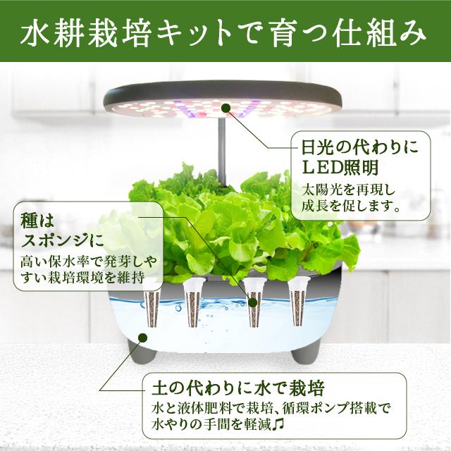 家庭菜園 自由研究 水耕栽培キット（液体肥料・種付き） 栽培キット