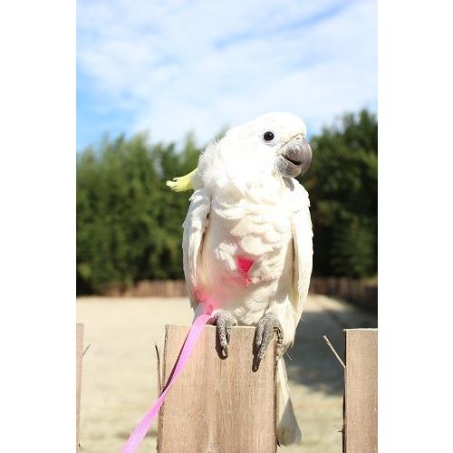 鳥用 ハーネス AVIATOR L : えとぴりかオンラインショップ - 通販