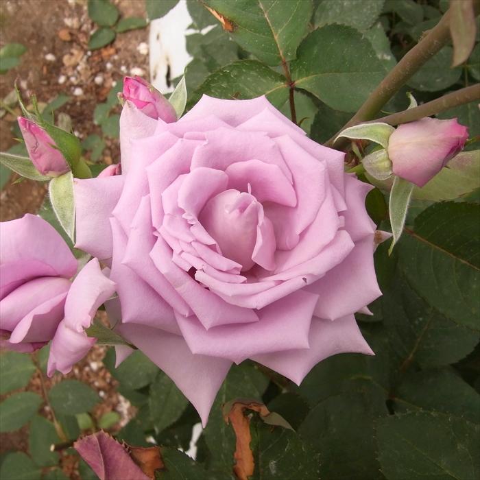 日本花キ流通 予約販売 バラ苗 バラ大苗 つるバラ マダムヴィオレ 大輪