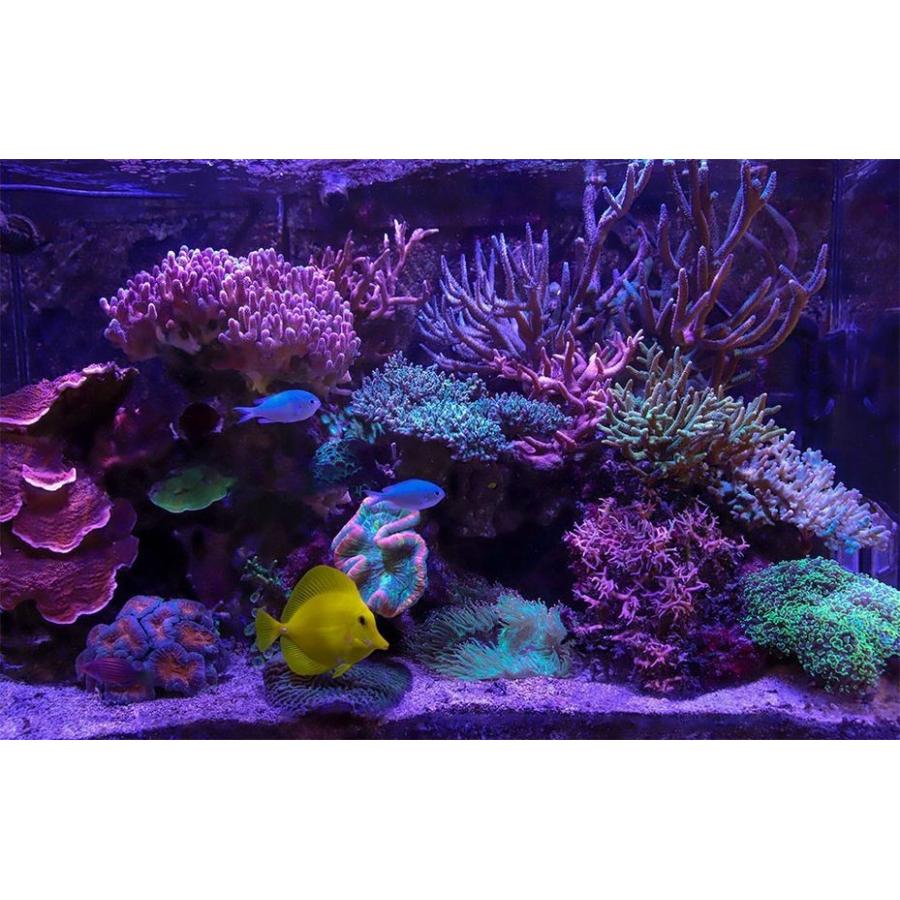 レッドシー リーフLED ReefLED90 ハンギングキットセット : G3 AQUA