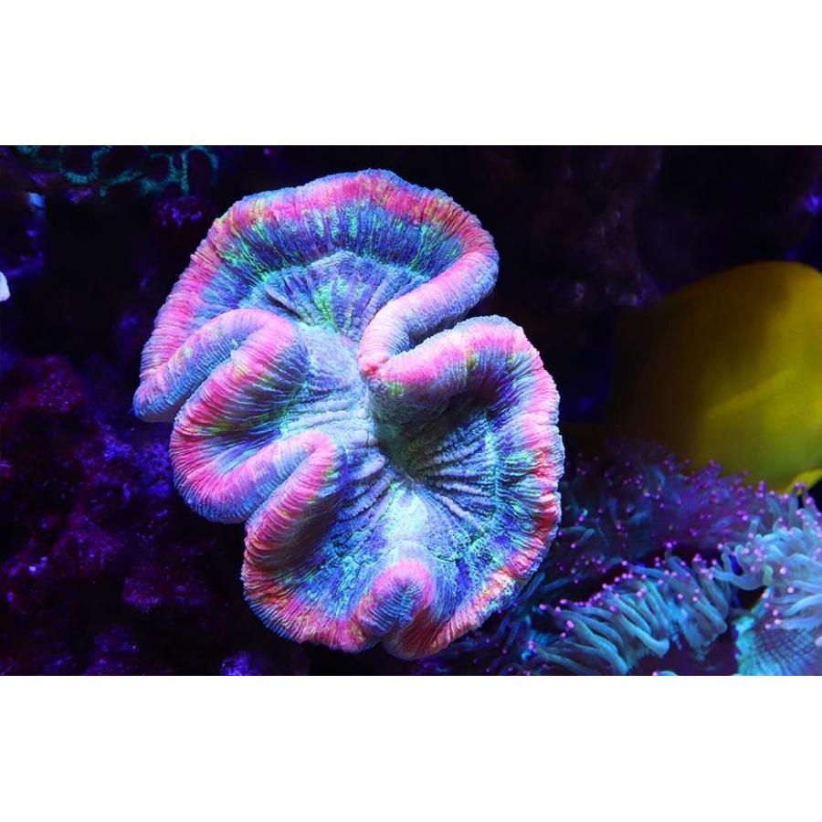 レッドシー リーフLED ReefLED90 : G3 AQUA LAB ヤフーショップ - 通販
