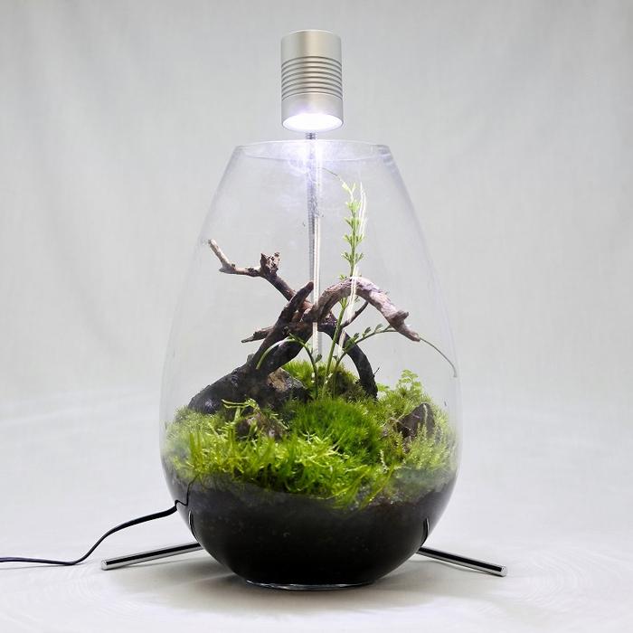 観葉植物 おしゃれ テラリウム コケリウム 苔 コケ 苔テラリウム 苔