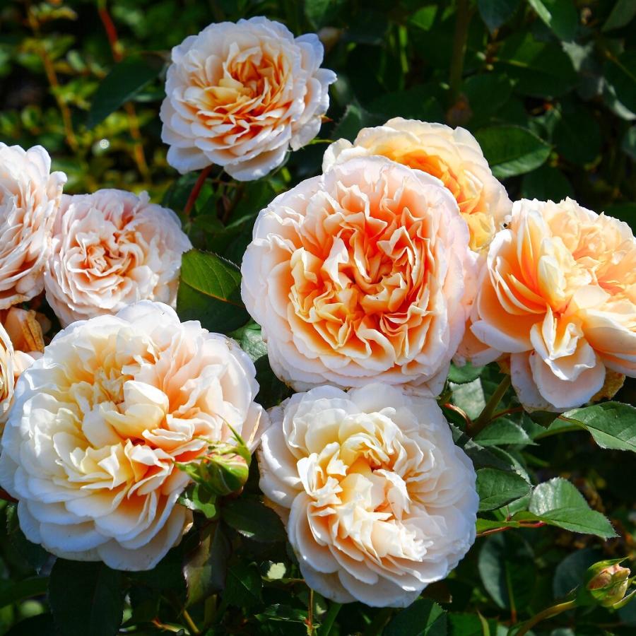 バラ苗 大苗 2026 エクリュ Ecru 国産ノイバラ台木使用 : コマツ