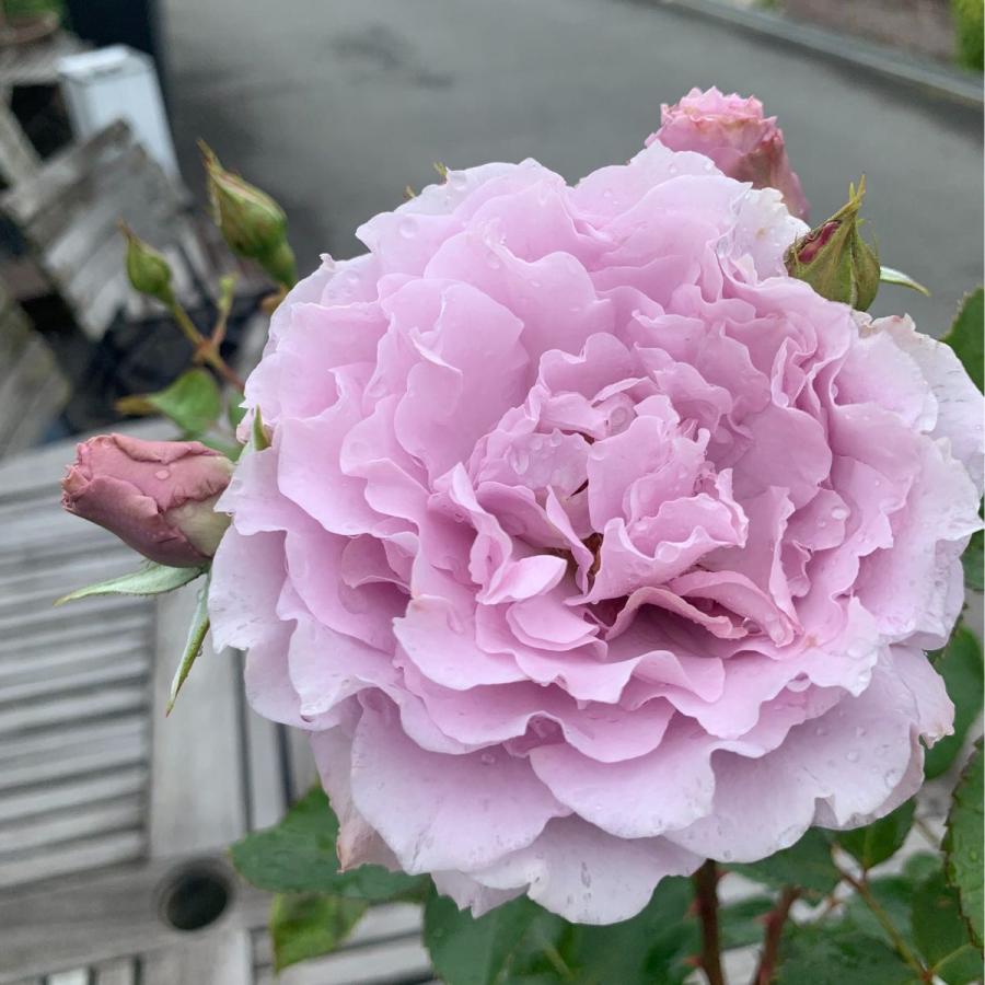 バラ [ リベルラ ] 秋苗 大苗 ピンク系 四季咲 (FL) 京阪園芸 F&G