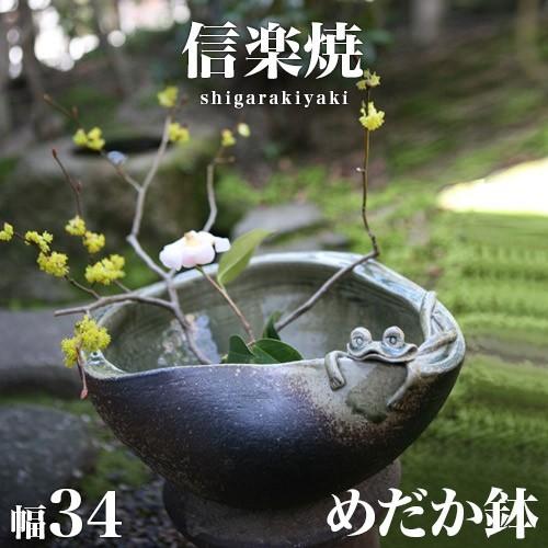 睡蓮鉢 信楽焼き 陶器 めだか鉢 蛙付 幅34 高さ16 すいれん鉢 gws NHK