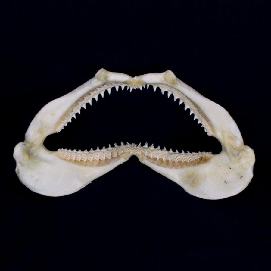 サメ 標本】カマストガリザメNo.22 顎骨標本 サメの歯 コレクション