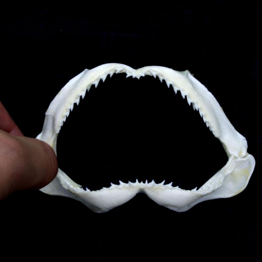 サメの顔：ノコギリザメ | ナショナル ジオグラフィック日本版サイト