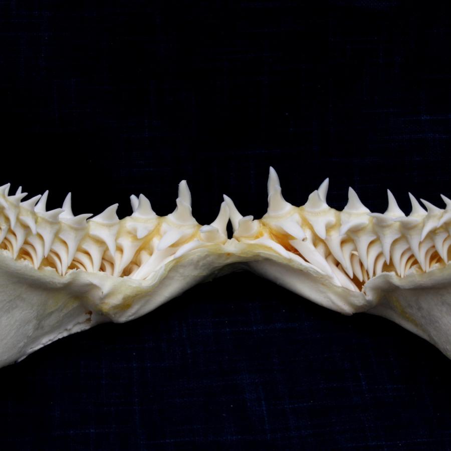 サメの顎（アオザメ）顎骨標本 マコシャーク Shortfin mako shark No