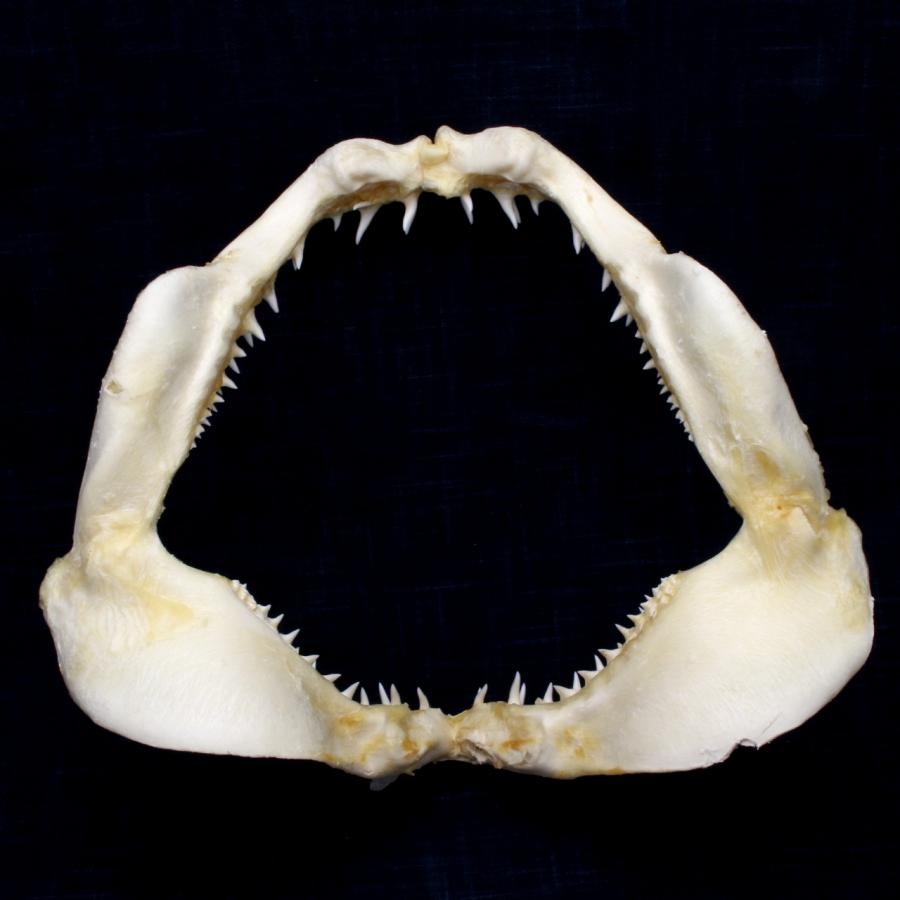 サメの顎（アオザメ）顎骨標本 マコシャーク Shortfin mako shark No