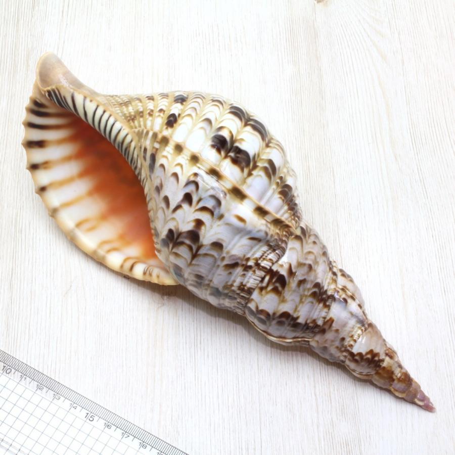 ホラ貝M（法螺貝） 貝殻 ホラガイ インテリア 約28〜30cm : 海洋工房