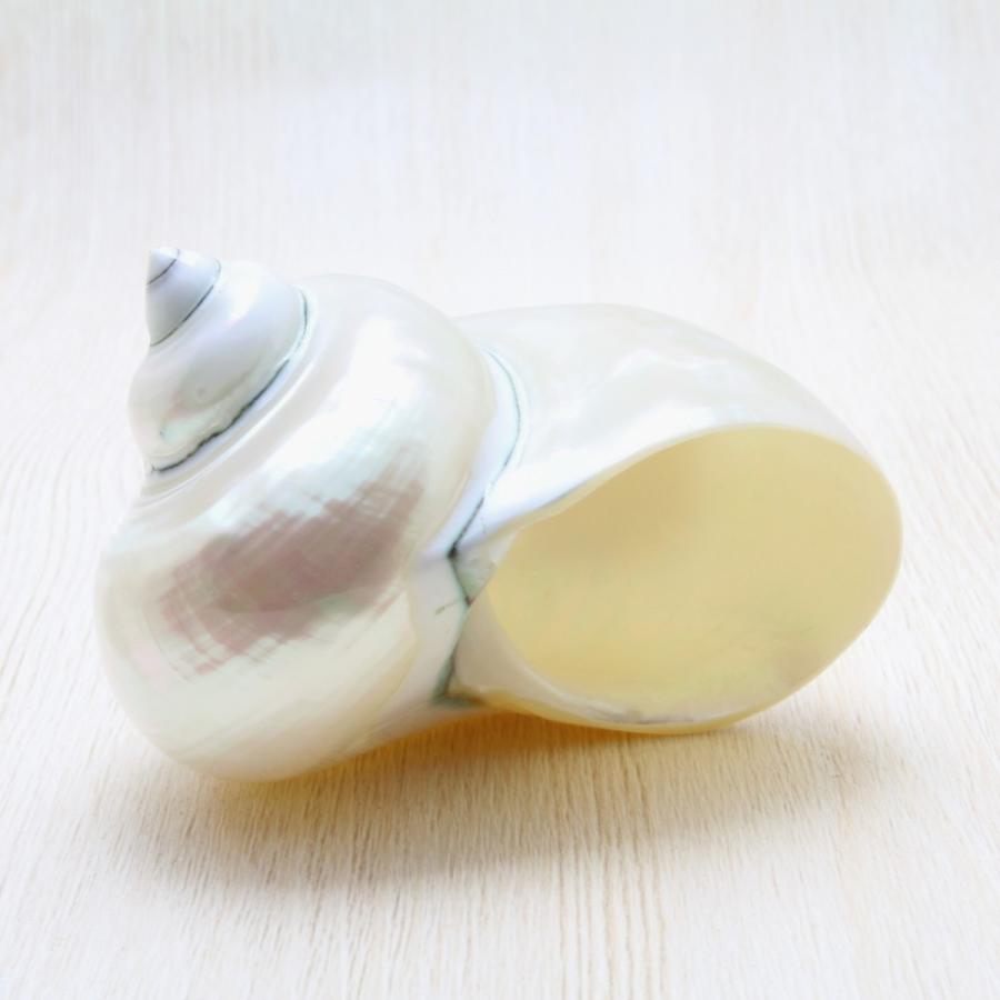 アフリカヤコウガイ（磨）夜光貝 貝殻 コレクション 約8.0〜10cm