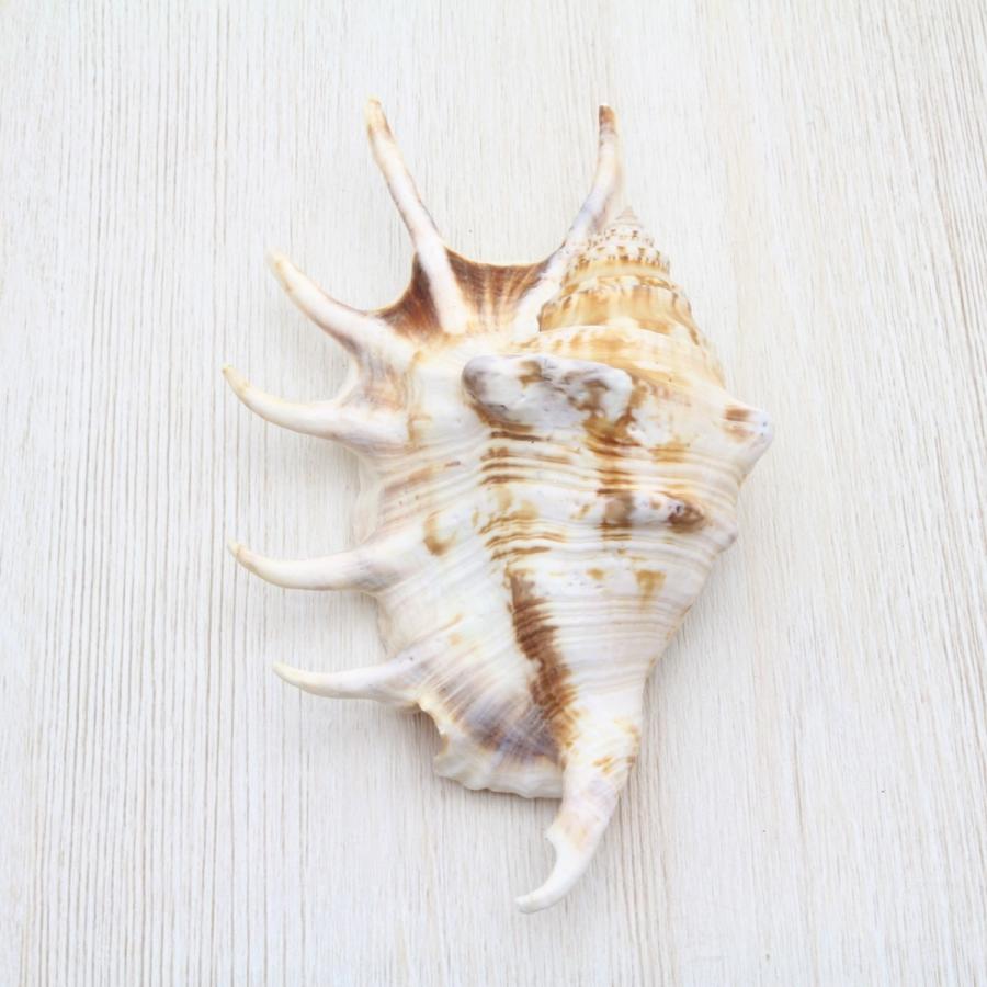 クモガイ 貝殻 標本 約13〜15cm : 海洋工房 - 通販 - Yahoo!ショッピング