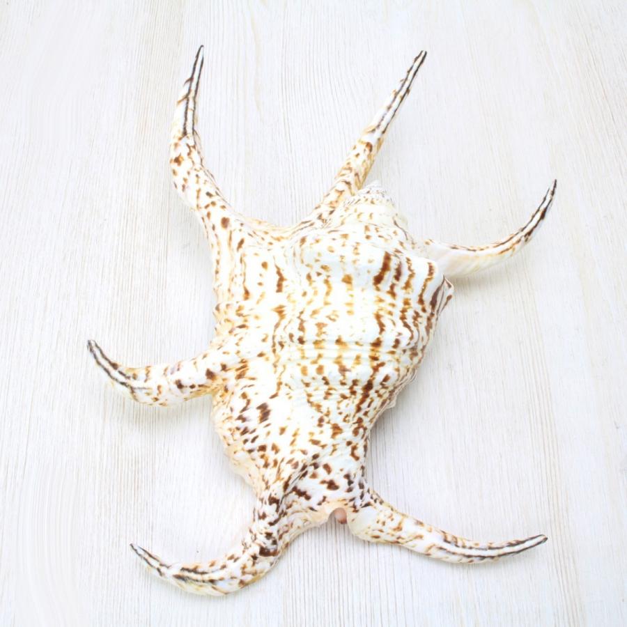 スイジガイXL（水字貝） 貝殻 標本 約20〜23cm : 海洋工房 - 通販