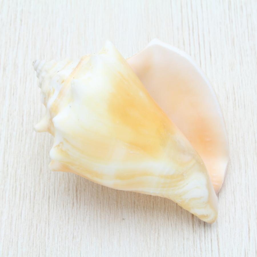 ソデボラ 貝殻 標本 約7〜8cm : 海洋工房 - 通販 - Yahoo!ショッピング