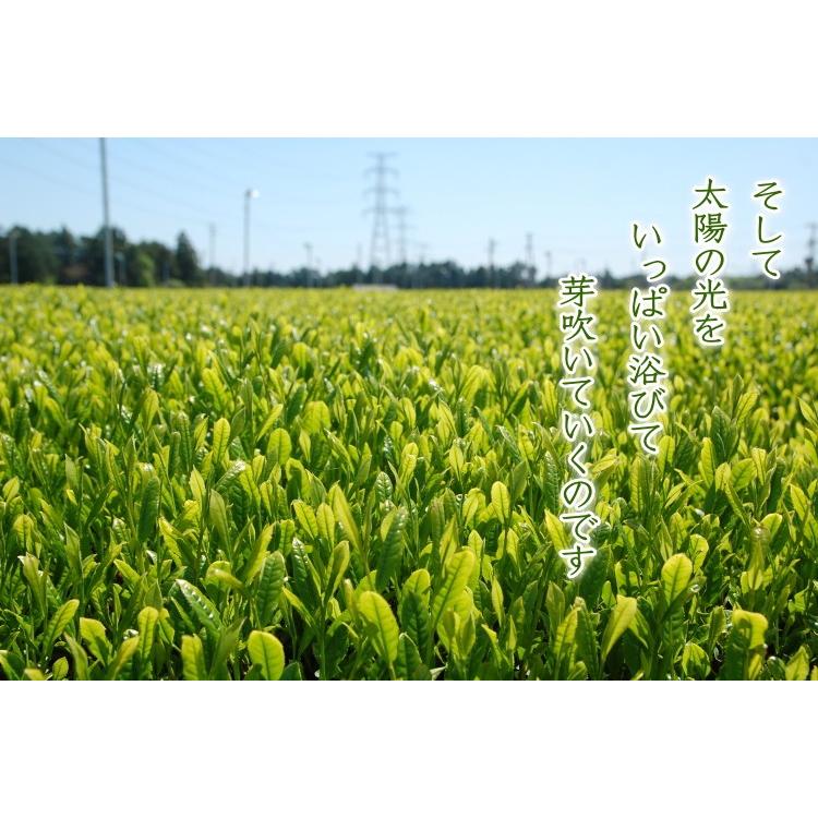 お茶 茶農家の愛用茶 とってもお得な1キロパック 緑茶 日本茶 煎茶