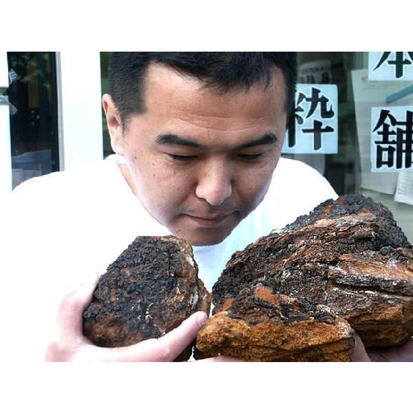 業務用 カバノアナタケ茶塊(原体)2.1kg(700g×3袋セット)北海道産