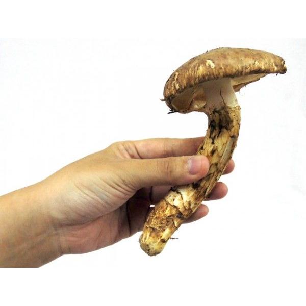 松茸 北海道 900g 訳あり ④ 北海道 松茸 300g 訳あり 【公式通販】