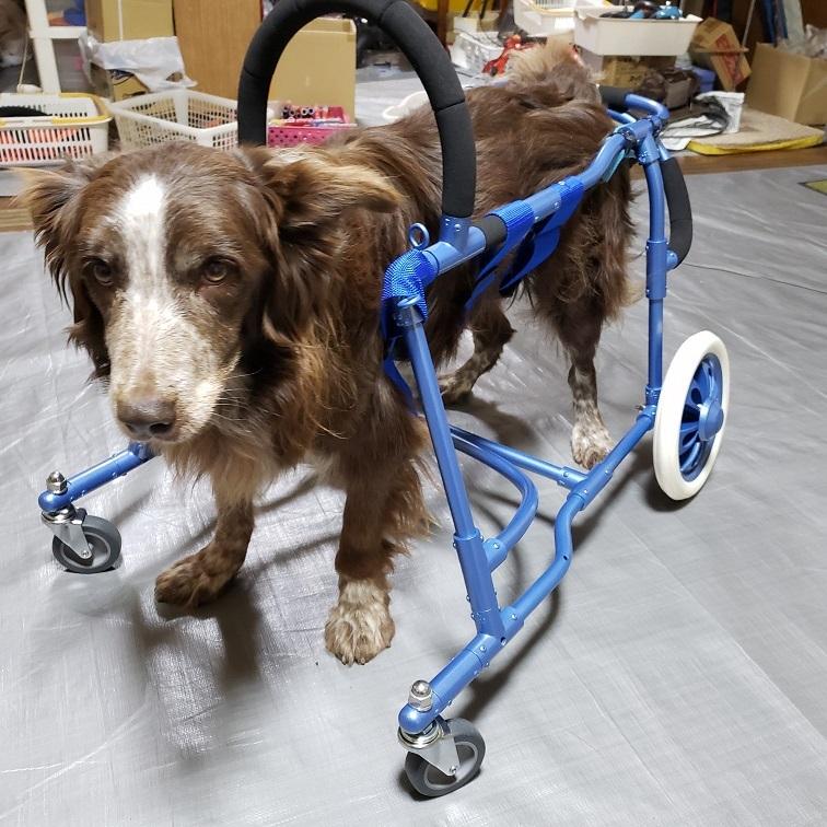 オーダーメイド中型犬用四輪車椅子 : 犬車椅子桜花 - 通販 - Yahoo