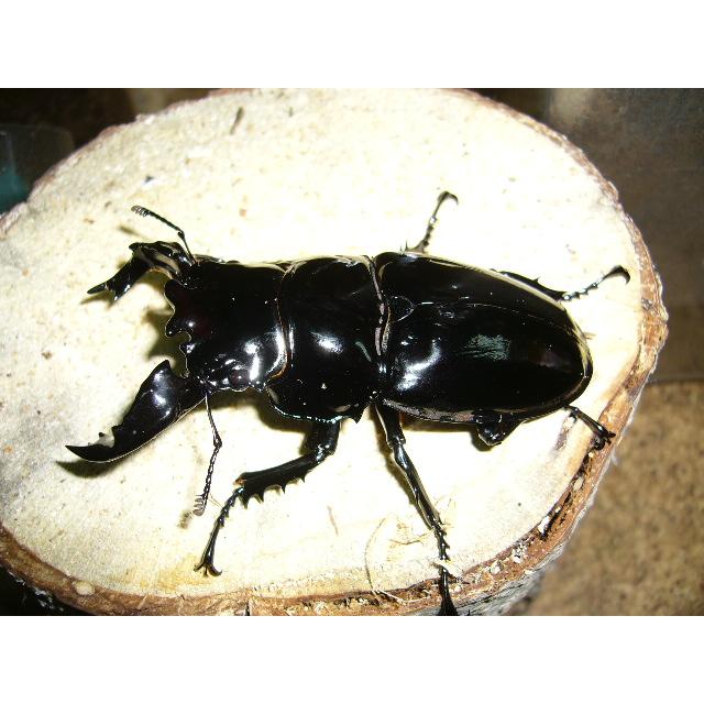 タランドゥスオオツヤ♂80mm単品 : insectGreenHouse - 通販 - Yahoo