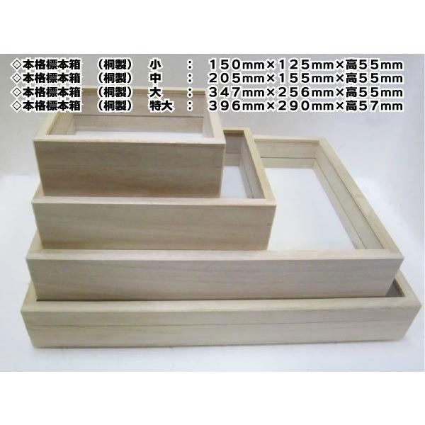 本格標本箱 （桐製） 中 : モンスターYahoo!店 - 通販 - Yahoo