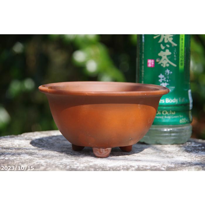 ルンバ君盆栽 盆栽鉢 植木鉢 中国鉢 現代中国鉢 | 盆栽、盆栽書籍、盆栽