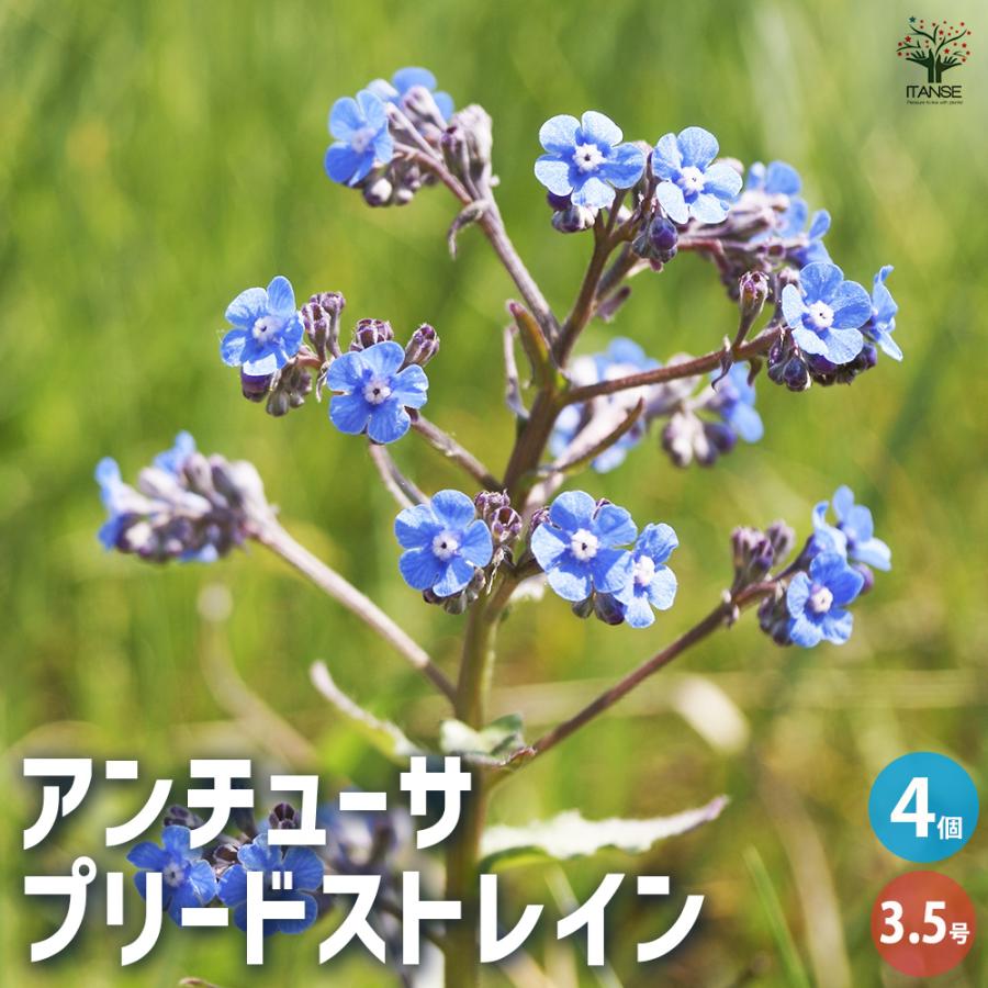 花さま専用 花さま専用 花さま専用 ☆ 花 ☆ 花ページ Amazon.co.